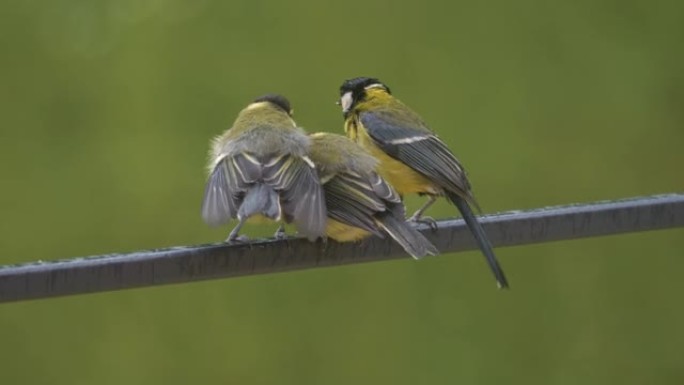 特写镜头，dop: 大山雀母鸟在篱笆上喂养她的育雏的后视图