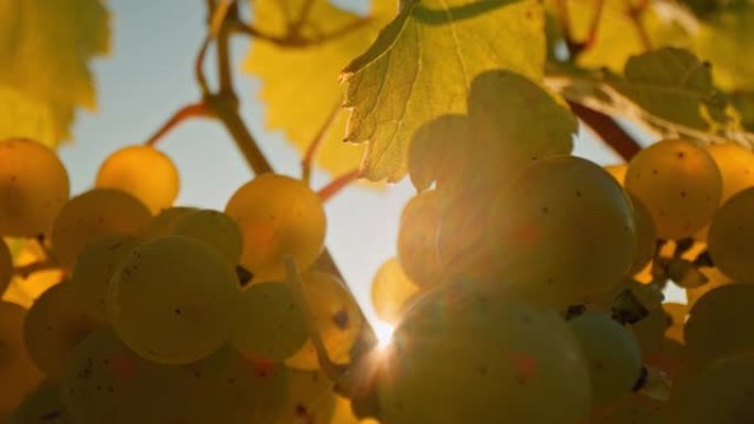 DS阳光透过葡萄园中的白葡萄