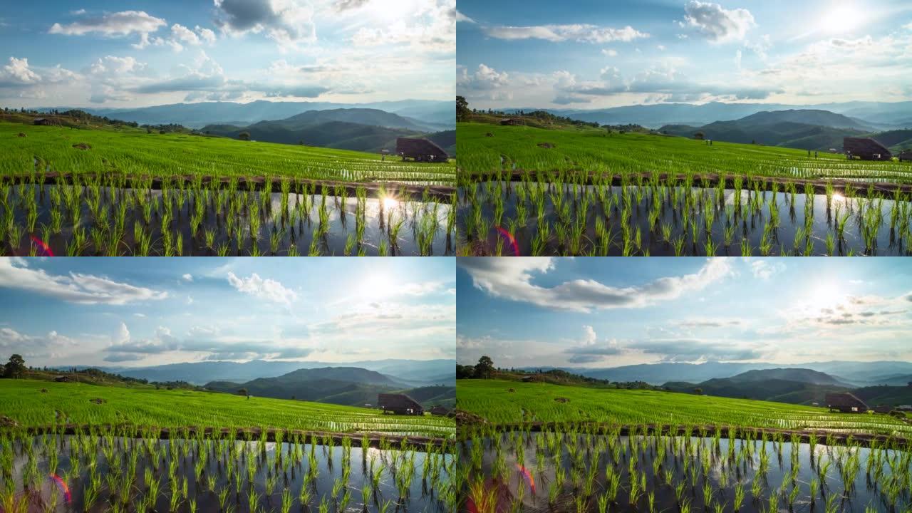 田间水稻和美丽的日落