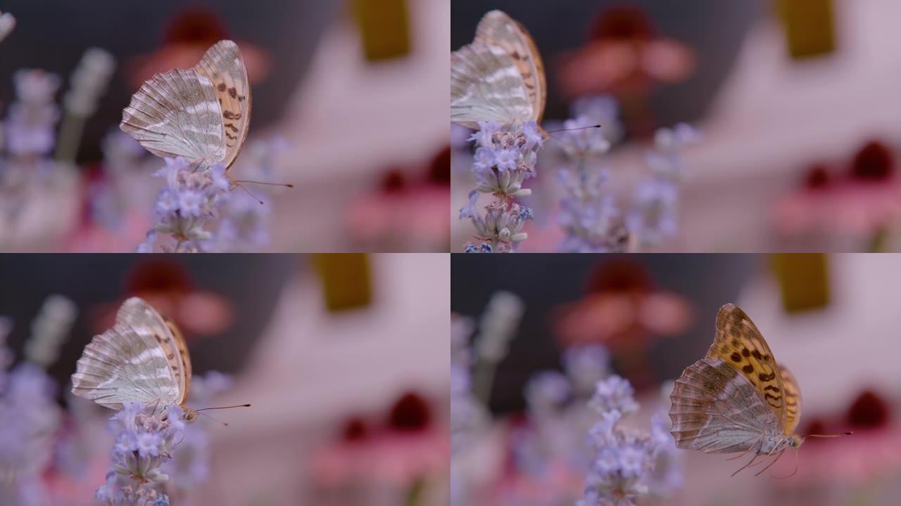特写镜头，dop: 盛开的薰衣草上令人惊叹的高棕色贝母蝴蝶