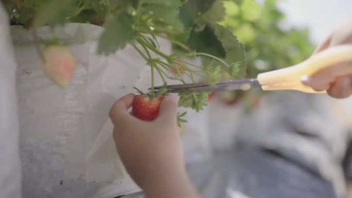 亚洲男孩在有机草莓农场采摘新鲜水果。