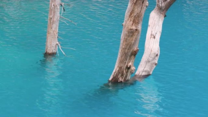 枯树在九寨沟的湖中