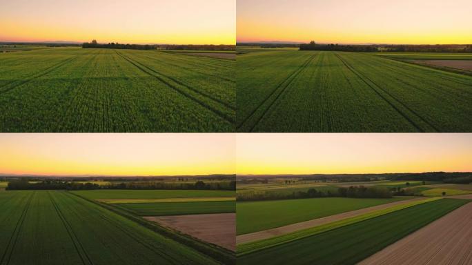 美丽的绿色(小麦)麦田在农村景观