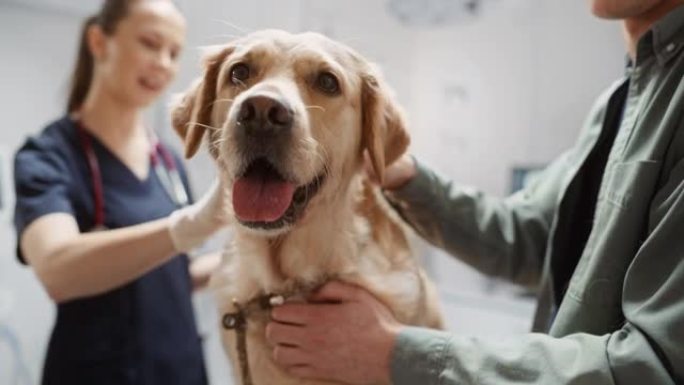 在兽医诊所进行检查时，一只忠实的良种金毛猎犬的肖像。宠物主人和女兽医在约会期间交谈