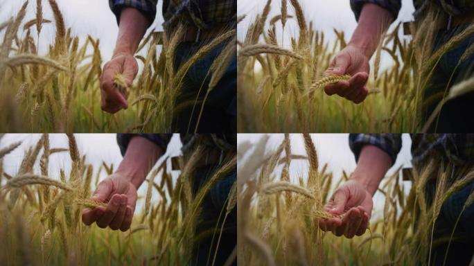 成熟农民触摸小麦穗的真实特写，以控制用于生物生态自然谷物种植和有机栽培的粮田的质量