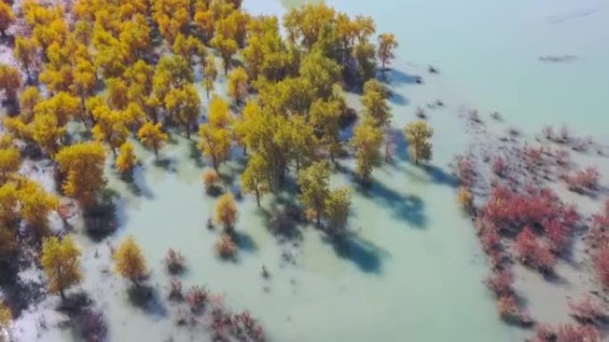 沙漠中隐藏着一大片湿地，到处是胡杨林