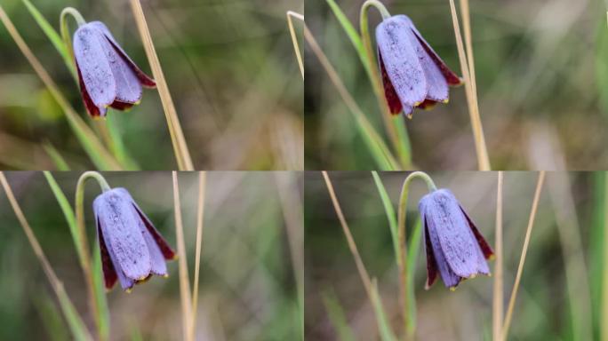 用微距镜头拍摄深紫色贝母的花朵