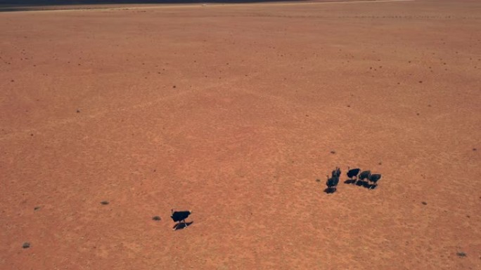 WS鸵鸟行走在阳光明媚的广阔沙漠中，纳米比亚，非洲