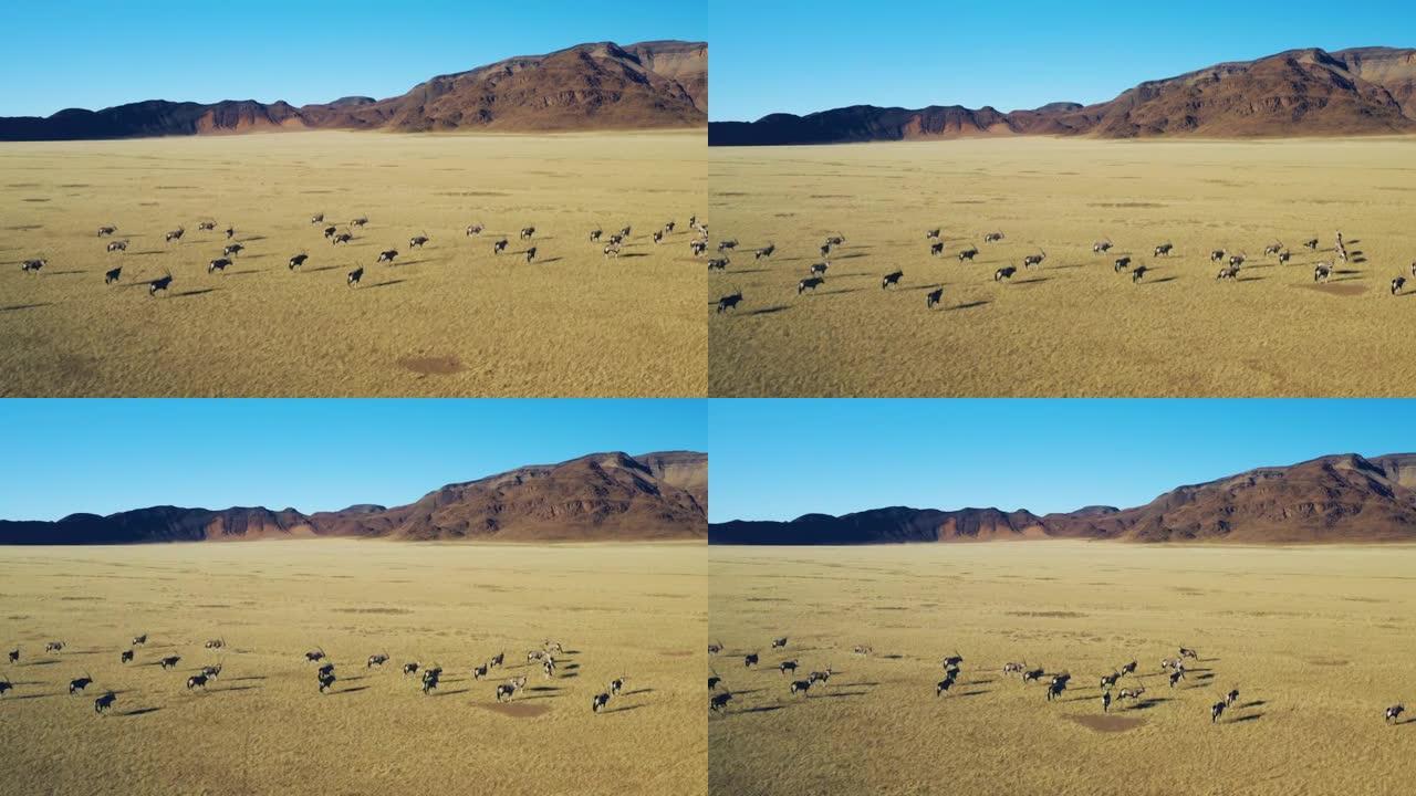 壮观的纳米布沙漠中Gemsbok羚羊的鸟瞰图
