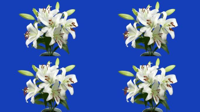 在花瓶蓝屏中的大花周围缓慢移动