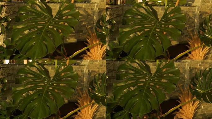 特写: 家庭室内丛林中健康的Monstera植物的大窗叶