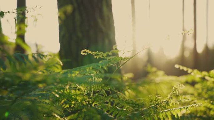 慢动作，日落时森林中蕨类植物的特写镜头