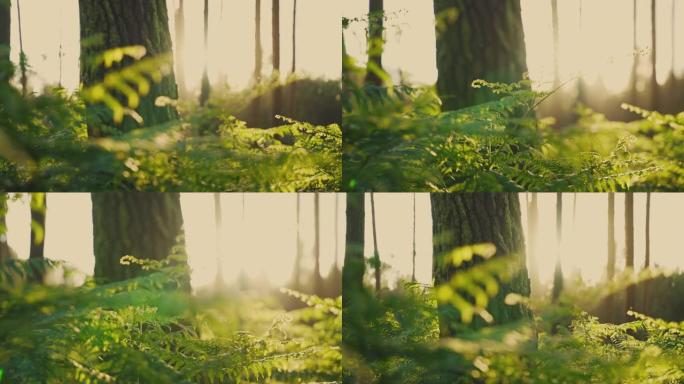 慢动作，日落时森林中蕨类植物的特写镜头
