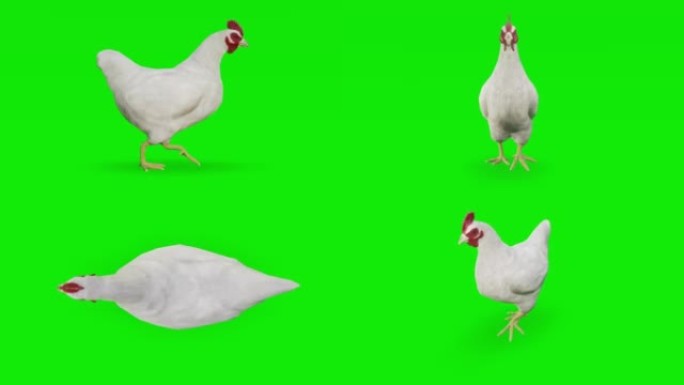 绿色屏幕上的步行鸡。动物的概念，野生动物，游戏，返校，3d动画，短视频，电影，卡通，有机，色键，人物
