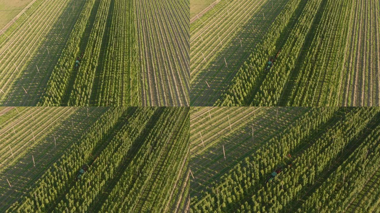 空中: 飞往农民，在阳光明媚的斯洛文尼亚乡村收获农作物