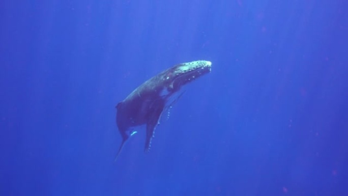鲸鱼的水下射击是在蓝色的海洋或海洋中游泳。
