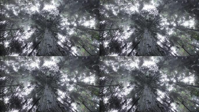 神秘的森林树在雨中仰望