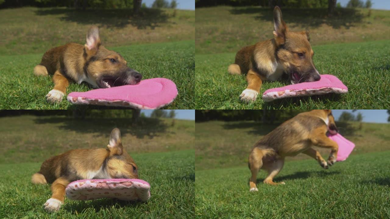 慢动作: 可爱的俏皮小狗抓住粉红色心形枕头逃跑