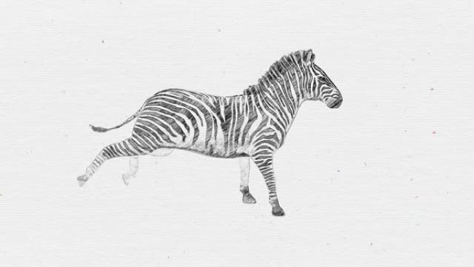 动画木炭铅笔绘制斑马在素描本上运行可循环动物，野生动物，游戏，返校，木炭，绘画，短视频，电影，卡通，