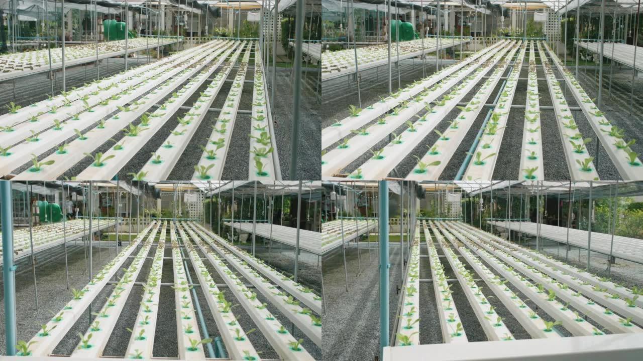 种植有机蔬菜。无土栽培先进技术温室大棚