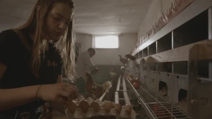 SLO MO年轻女子在蛋鸡农场内采摘新鲜产下的鸡蛋