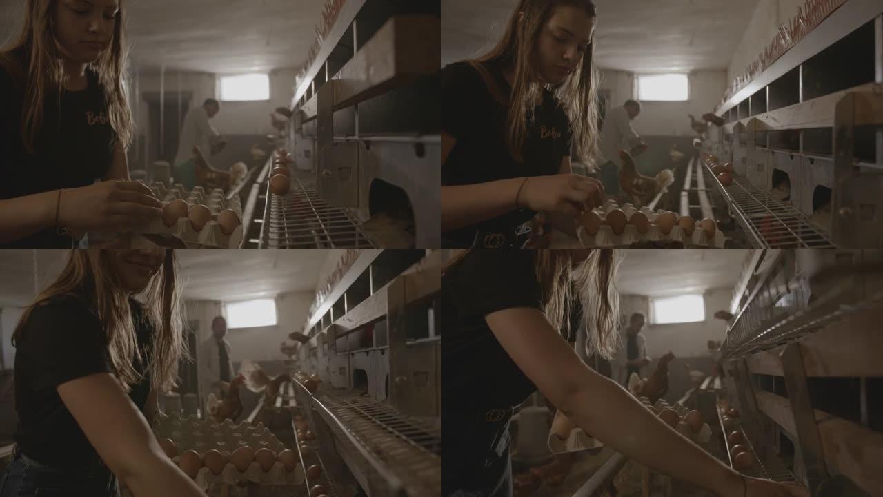 SLO MO年轻女子在蛋鸡农场内采摘新鲜产下的鸡蛋