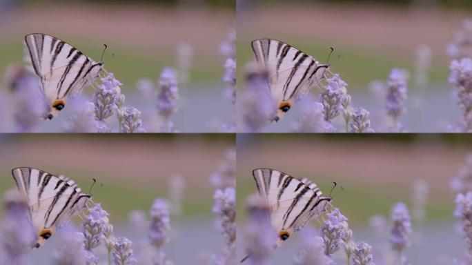 特写，DOF: 香味薰衣草花上的华丽帆燕尾蝴蝶