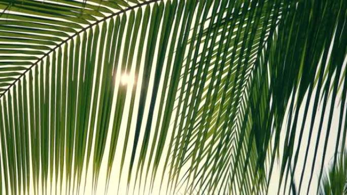 阳光照射的热带树木树叶