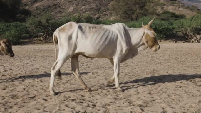 气候变化。干旱。水危机。由于持续干旱，Close-up.Emaciated瘦弱的母牛和她的小牛沿着尘
