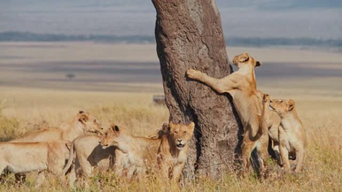 狮子的骄傲，在阳光明媚的野生动物保护区爬树