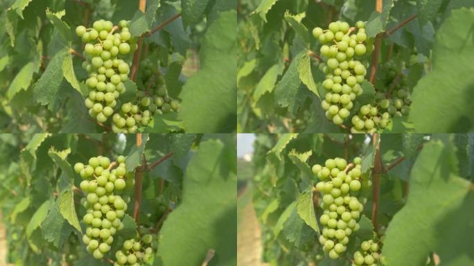 特写: 美味的葡萄在宜人的夏季温度下成熟。