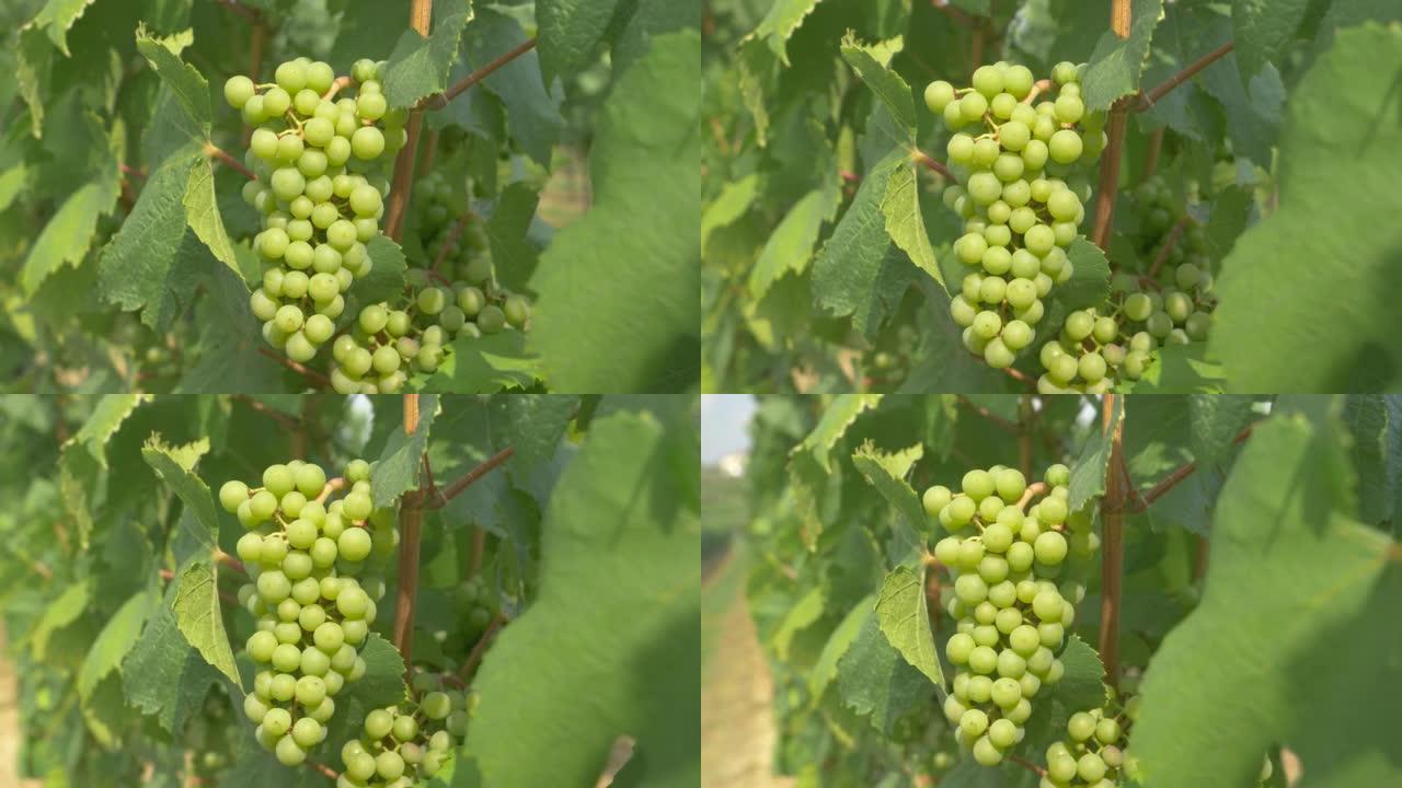 特写: 美味的葡萄在宜人的夏季温度下成熟。