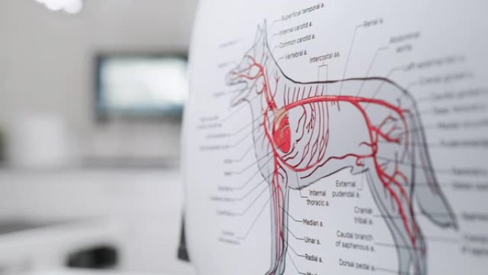 现代兽医诊所办公设施的狗海报的动脉循环系统。犬类血管系统的详细医学解剖说明