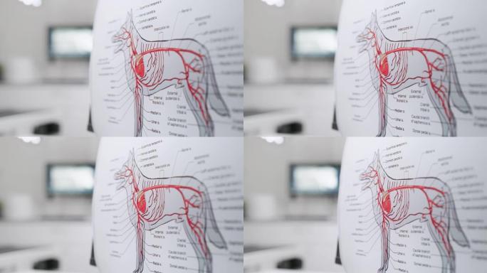 现代兽医诊所办公设施的狗海报的动脉循环系统。犬类血管系统的详细医学解剖说明