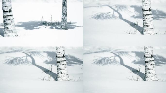 美丽的冬季风景。白桦树站在雪地上投下阴影。白桦树的自然背景