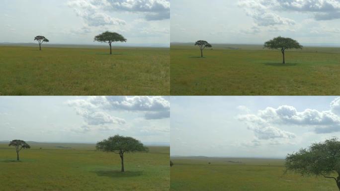 空中: 非洲野生动物园中的两棵孤独的相思树