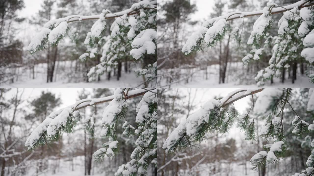一棵被新鲜雪覆盖的松树