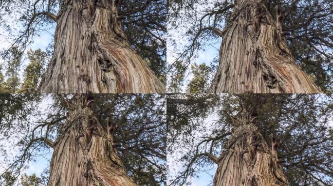 西藏林芝的巨柏老树年轮古树