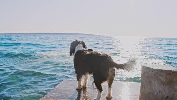 SLO MO少年和一只狗在码头上奔跑并跳入大海