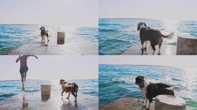 SLO MO少年和一只狗在码头上奔跑并跳入大海
