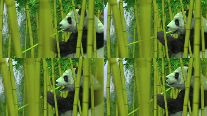 竹林中的熊猫熊