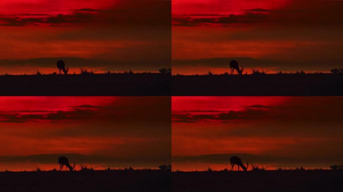 剪影跳羚在黑暗的日落田野中放牧
