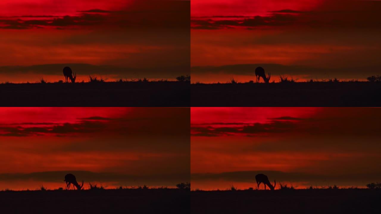 剪影跳羚在黑暗的日落田野中放牧