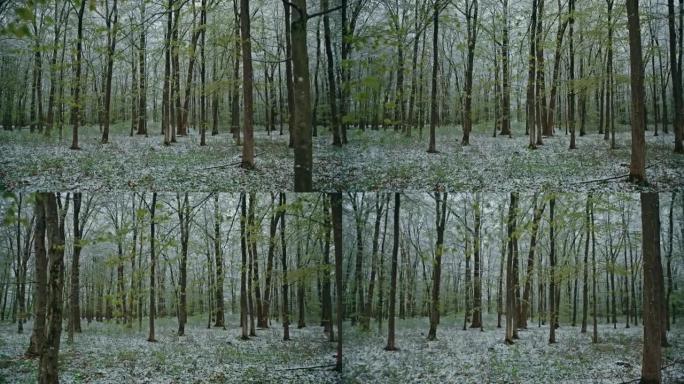 冬天积雪覆盖树林积雪冬季小树林