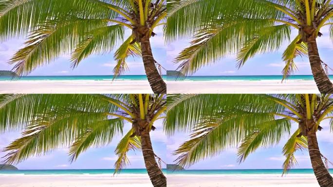 棕榈树。热带海滩海边海水海滩沙滩