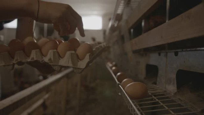 SLO MO女孩在蛋鸡农场内采摘新鲜产下的鸡蛋