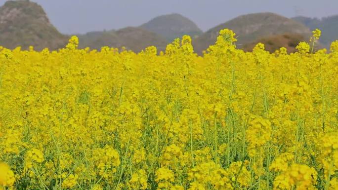 春暖花开油菜花花海合集