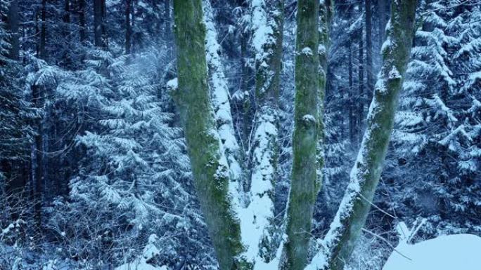 冬季森林长满苔藓的树木上的大雪