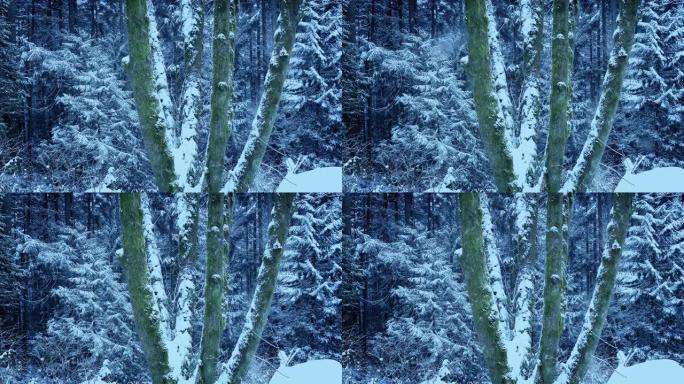 冬季森林长满苔藓的树木上的大雪