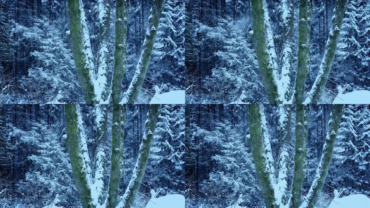 冬季森林长满苔藓的树木上的大雪